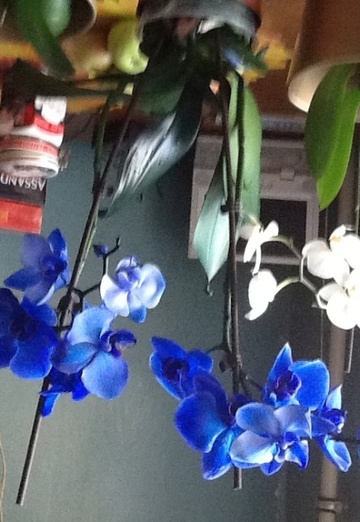 Elena (@elena60892) — my photo № 19