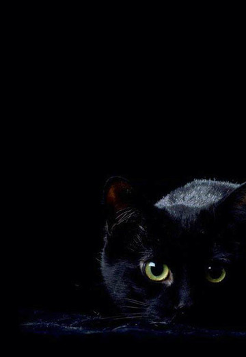 Black Cat (@blackcat131) — my photo № 22