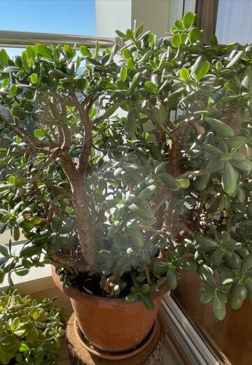 Roman (@zelenaya-krovlya) — my photo № 11