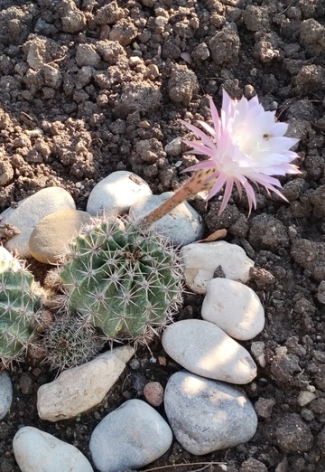 🍃🌺Nataliya 💖🦊 (@nataliya43937) — my photo № 14