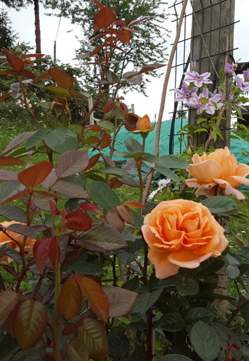 With you forever (@cavarly) — my photo № 3